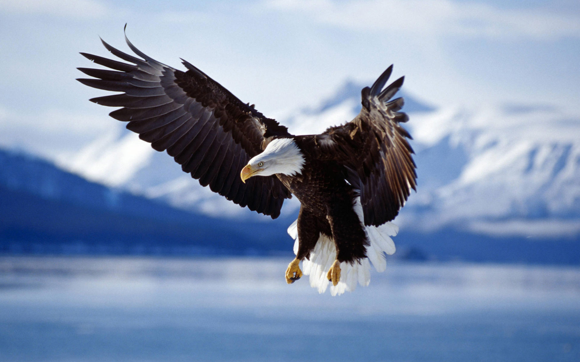 bald_eagle_in_flight_alaska-wide
